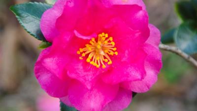 Schnittgut. Alles aus dem Garten: Schnittgut, 27.02.26: Kamelienblüte am Lago Maggiore