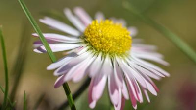 Schnittgut. Alles aus dem Garten: Schnittgut, 30.03.26: Frühjahrskräuter