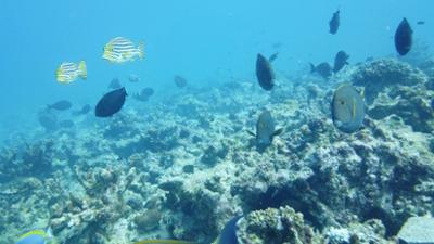 Seychellen - Das bedrohte Paradies: Seychellen · Das bedrohte Paradies