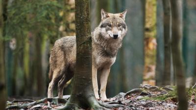 Tagesgespräch: Diskussion über neues Jagdgesetz: Was ist gut für Wild und Wald?