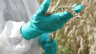 Tagesgespräch: EU lockert Regeln: Akzeptieren Sie gentechnisch veränderte Lebensmittel?