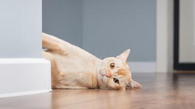 Tagesgespräch: Kleine Pfoten, große Diven: Was haben Sie schon mit Katzen erlebt? Tagesgespräch: Kleine Pfoten, große Diven: Was haben Sie schon mit Katzen erlebt?