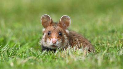 Tagesgespräch: Immer mehr Tierarten verschwinden: Kennen Sie auch Erfolgsgeschichten?