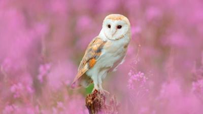 Tagesgespräch: Mit Fernglas und Geduld: Was fasziniert Sie am Vogelbeobachten?