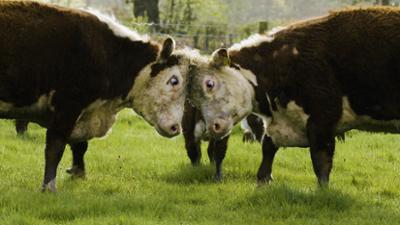 Tagesgespräch: Wilder, als viele denken: Wie kommen Sie mit Kühen klar?