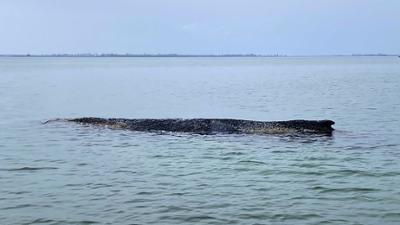 Tagesgespräch: Viel Mitleid für den Buckelwal: Was sagt das über unser Verhältnis zu Tieren?