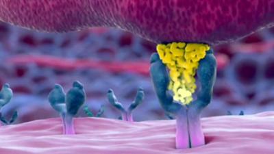 treffpunkt medizin: Immunsystem - Wächter des Körpers