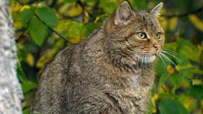 Unkraut: Ganz schön wild · Einsatz für den Urwald von morgen