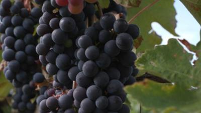 Verbotene Liebe zum Wein: · Der lange Streit um den Uhudler Verbotene Liebe zum Wein: · Der lange Streit um den Uhudler