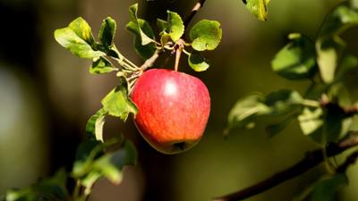 Vom Ahorn bis zur Zwiebel: Der Apfel Vom Ahorn bis zur Zwiebel: Der Apfel