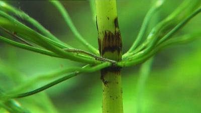 Vom Ahorn bis zur Zwiebel: Der Schachtelhalm