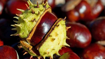 Vom Ahorn bis zur Zwiebel: Die Rosskastanie Vom Ahorn bis zur Zwiebel: Die Rosskastanie