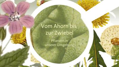 Vom Ahorn bis zur Zwiebel: Die Orchidee