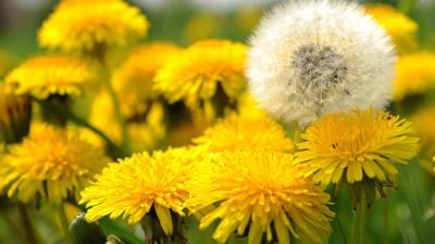 Vom Ahorn bis zur Zwiebel: Der Löwenzahn
