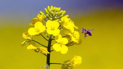 Vom Ahorn bis zur Zwiebel: Der Raps