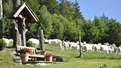 Vom Almenland in die Waldheimat