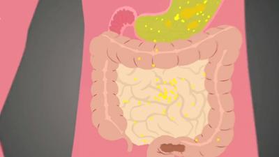 Von der Zunge zur Speiseröhre: So läuft die Verdauung ab