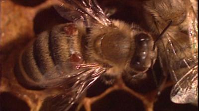 Was tun gegen das Bienensterben?