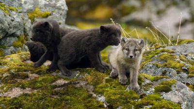 Wilde Tierbabys: · Aller Anfang ist schwer