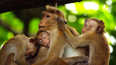 Wilde Tierbabys: · Die Reifeprüfung
