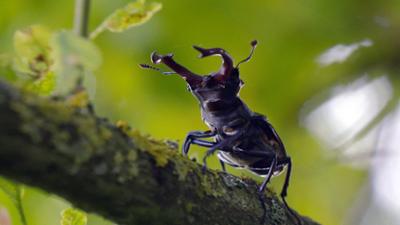 Wildnis am Strom · Das oberösterreichische Donaubecken