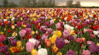 Wunderschön!: Romantisches Holland: Zwischen Tulpenpracht und Königskrone