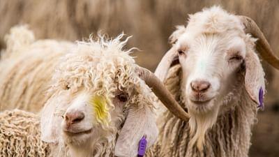 360° Geo Reportage: Mohair, das Garn der Guten Hoffnung