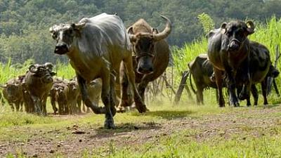 360° Reportage: Laos: Futterblöcke und Büffel-Leasing