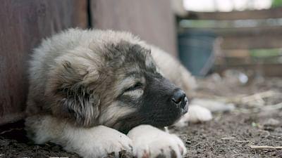 360° Reportage: Georgien: Die Schäferhunde der Mönche