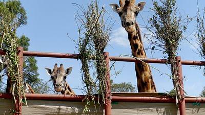360° Reportage: Kenia: Giraffen als Botschafter des Friedens