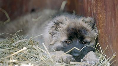 360° Reportage: Georgien: Die Schäferhunde der Mönche