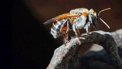 360° Reportage: Peru: Stachellose Bienen, Retter des Regenwaldes