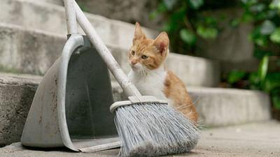 360° Reportage: Istanbul, Stadt der Katzen