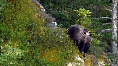 360° Reportage: Pyrenäen - Auge in Auge mit dem Bären