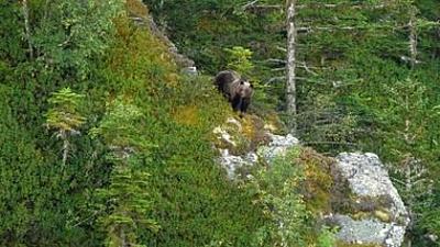 360° Reportage: Pyrenäen: Auge in Auge mit dem Bären