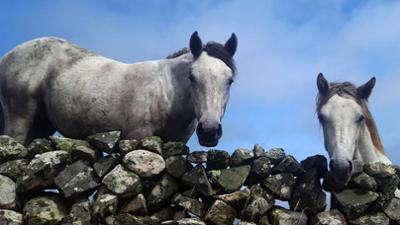 360° Reportage: Connemara: Wie das Land, so das Pony