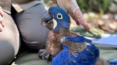 360° Reportage: Brasilien, neue Hoffnung für die Hyazintharas
