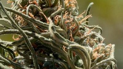 360° Reportage: Kiff im Rif: Marokkos Cannabis-Wende