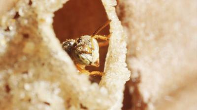 360° Reportage: Peru: Stachellose Bienen, Retter des Regenwaldes