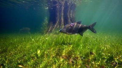 Aal und Co - Süßwasserwelten der Niederlande