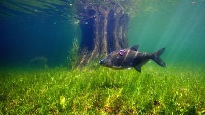 Aal und Co - Süßwasserwelten der Niederlande