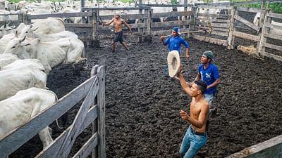 Abenteuer Brasilien - Ein Land wie ein Kontinent: Jaguare und Kaimane, artenreiches Pantanal