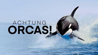 Achtung Orcas!: Gefahr vor Gibraltar?