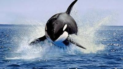 Achtung Orcas!: Gefahr vor Gibraltar?