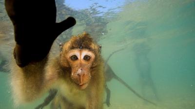 Affen in Thailand: Von wegen wasserscheu!