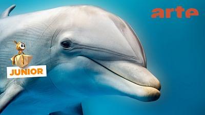 ARTE Journal: Rettet die Delfine!