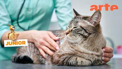 ARTE Journal: Wie Haustiere mit ihrem Blut Leben retten