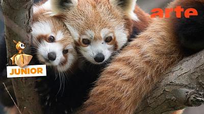 ARTE Junior Das Magazin: Rettet die roten Pandas!