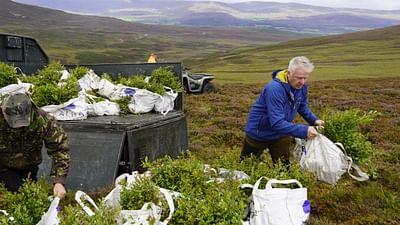 ARTE Re:: Re: Neue Bäume und tote Hirsche - Die Aufforstung der schottischen Highlands