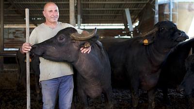 ARTE Re:: Re: Büffelmozzarella aus Italien - Die dunkle Seite der Delikatesse